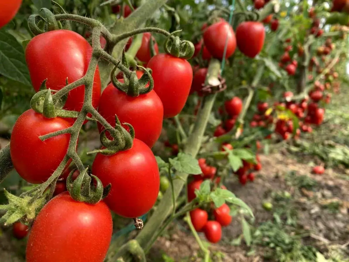 Antalya Hal Endeksi Ocak 2026 Raporu