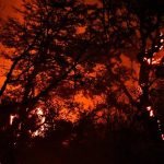 Arjantin’de orman yangınları: 50 bin hektar kül oldu