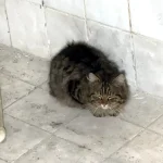 Avcılar’da İki Kedi Kurtarıldı