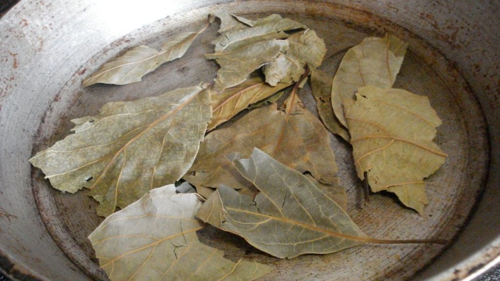 Avokado yaprağını kaynatıp içen yaşadı! Sonuçları şaşırtıyor…