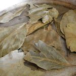 Avokado yaprağını kaynatıp içen yaşadı! Sonuçları şaşırtıyor…