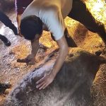 Aydın’da doğum yapan ineğe ekmek bıçağıyla müdahale, ölümle sonuçlandı