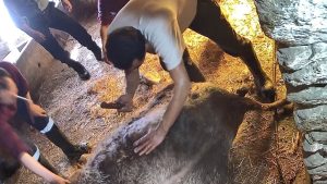 Aydın’da doğum yapan ineğe ekmek bıçağıyla müdahale, ölümle sonuçlandı