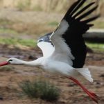 Aydın’da yılın ilk leyleğini gören kişiye bir çuval un hediye edildi