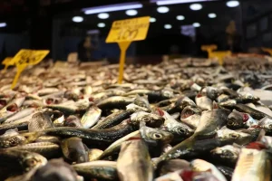 Balık Tezgahlarında İstavrit Fırtınası