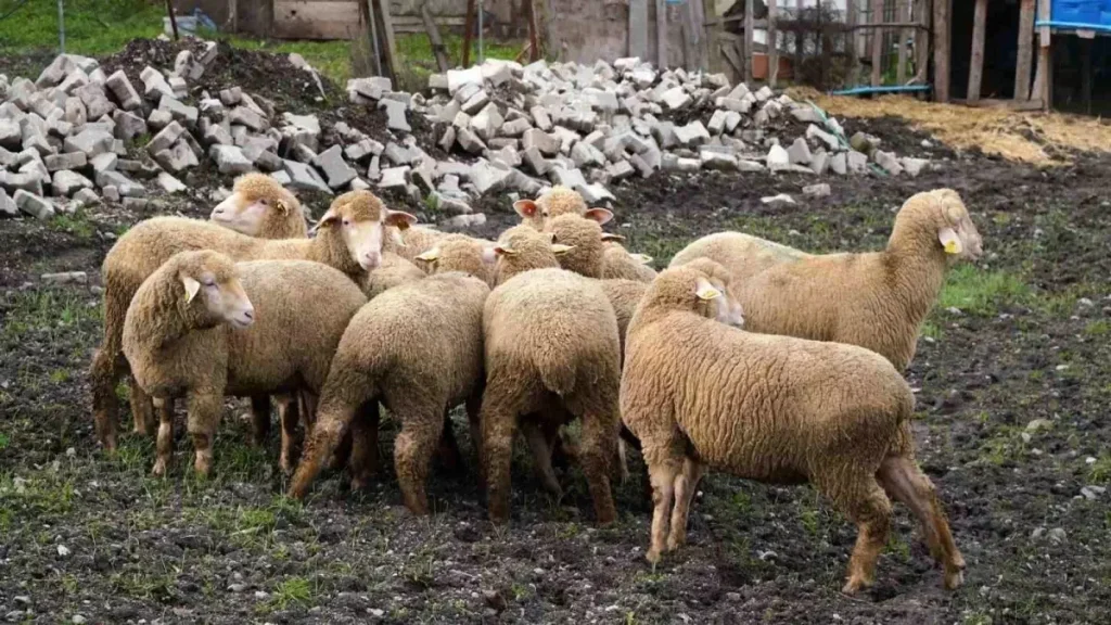 Balıkesir çiftçisine yüzde 100 hibeli damızlık desteği