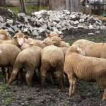 Balıkesir çiftçisine yüzde 100 hibeli damızlık desteği