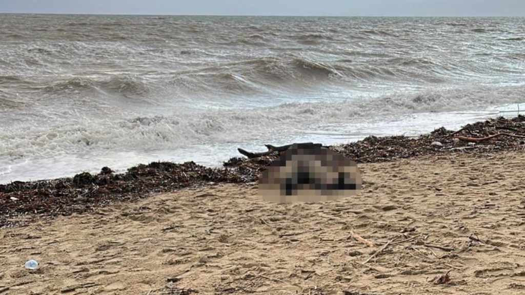 Balıkesir’de sahiline kadın cesedi vurdu