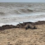 Balıkesir’de sahiline kadın cesedi vurdu