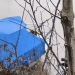 Bartın Irmağı’nda Su Samuru Görüntülendi