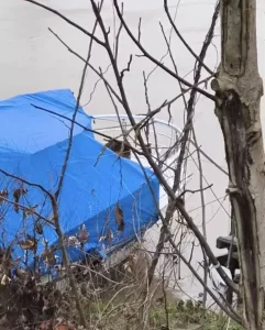 Bartın Irmağı’nda Su Samuru Görüntülendi