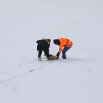 Başkale’de Yaban Hayvanlarına Yem Bırakıldı