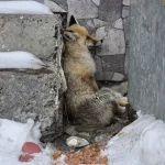 Başkan Demir, Yaralı Tilkiye Sahip Çıktı