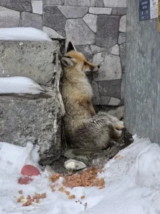 Başkan Demir, Yaralı Tilkiye Sahip Çıktı