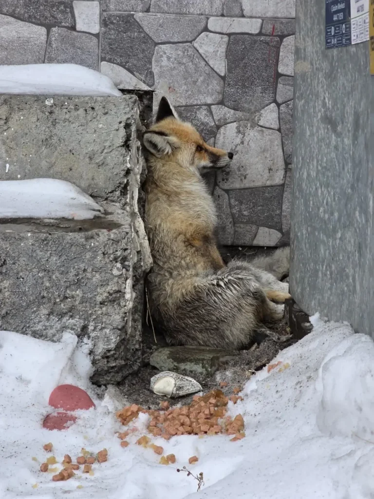 Başkan Demir, Yaralı Tilkiye Sahip Çıktı