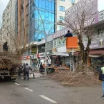 Batman’da Ağaç Budama Çalışmaları Devam Ediyor