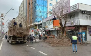 Batman’da Ağaç Budama Çalışmaları Devam Ediyor