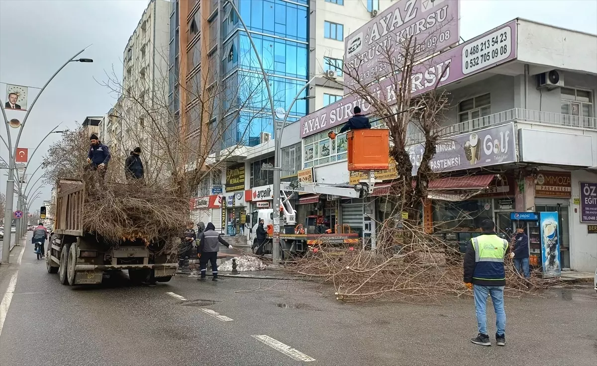 Batman’da Ağaç Budama Çalışmaları Devam Ediyor