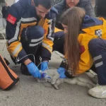 Beyoğlu’nda Yangın: Kedi Sütlaç Kurtarılamadı