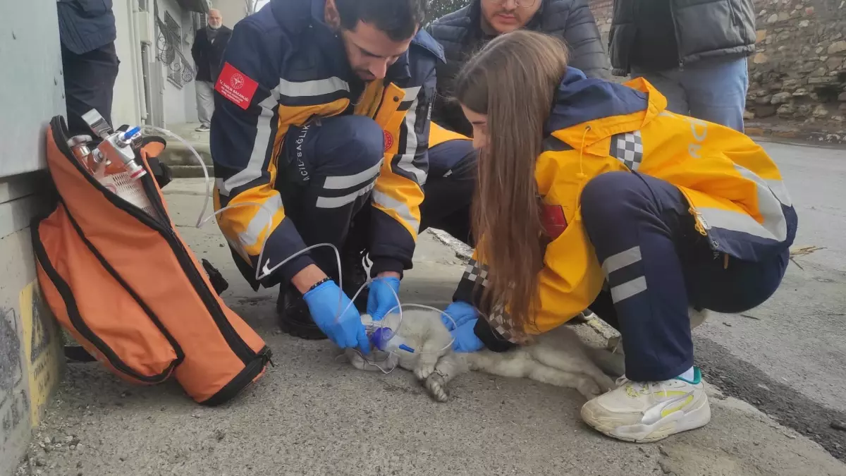 Beyoğlu’nda Yangın: Kedi Sütlaç Kurtarılamadı