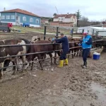 Brezilya Sığırları İçin Sağlık Kontrolleri