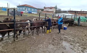 Brezilya Sığırları İçin Sağlık Kontrolleri