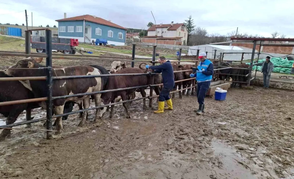 Brezilya Sığırları İçin Sağlık Kontrolleri