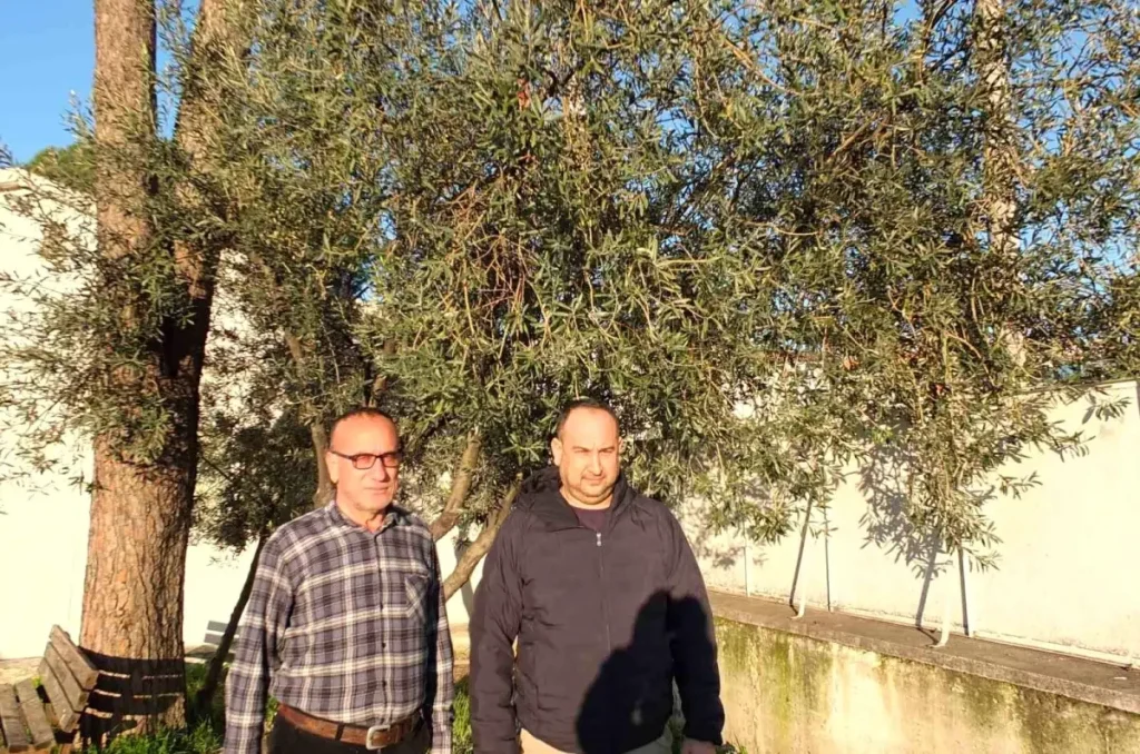 Burhaniye’de Yağmur Zeytin Üreticisini Sevindirdi