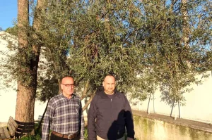 Burhaniye’de Yağmur Zeytin Üreticisini Sevindirdi