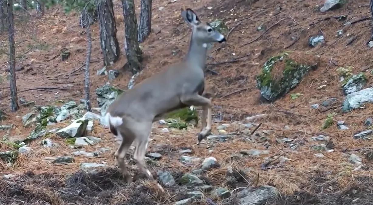 Bursa’da Dişi Karaca Fotokapana Yansıdı