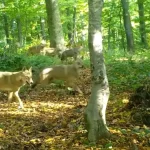 Bursa’da Yaban Hayatta Kurt Görüntüleri