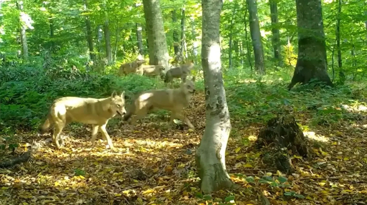 Bursa’da Yaban Hayatta Kurt Görüntüleri