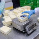 Büyükşehir’den peynir hamlesi