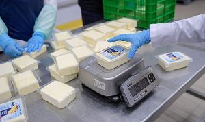 Büyükşehir’den peynir hamlesi