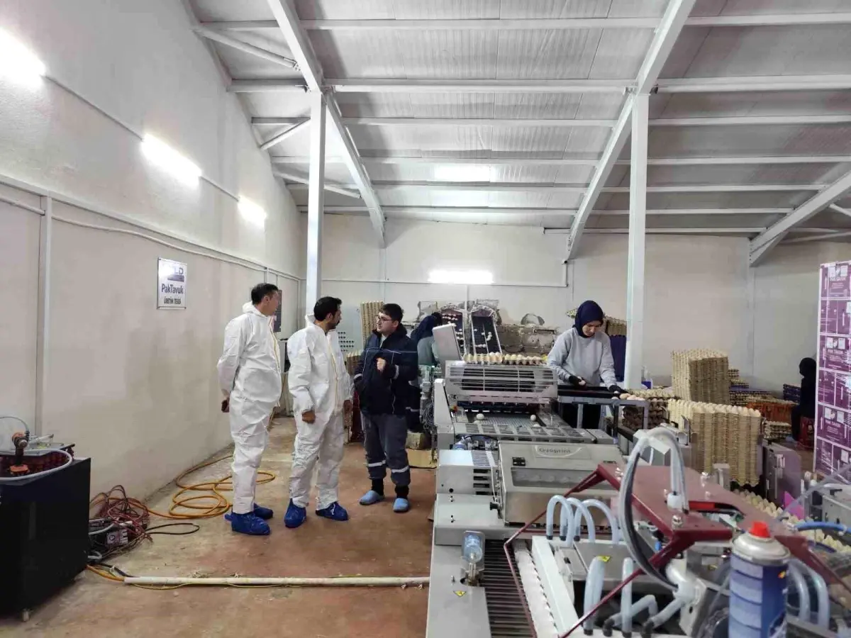 Çavdarhisar’da Yumurtacı İşletme İncelemesi