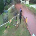 Çocuklar Kuş Yuvasını Parçaladı