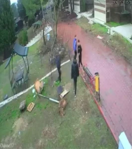 Çocuklar Kuş Yuvasını Parçaladı