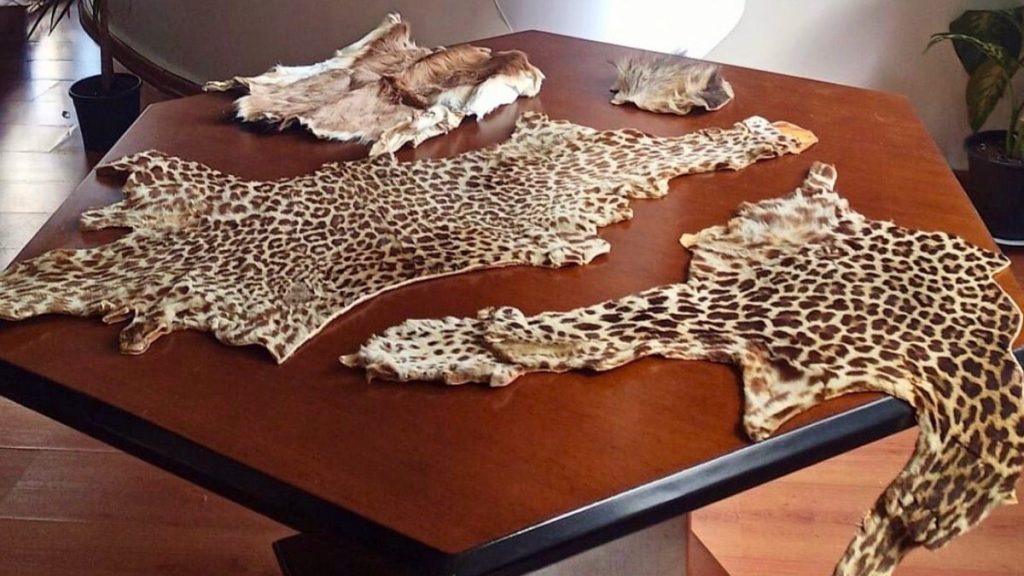 Çukurova Havalimanı’nda kaçak yaban hayvanı parçaları ele geçirildi