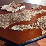 Çukurova Havalimanı’nda kaçak yaban hayvanı parçaları ele geçirildi