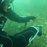 Deniz Çayırları ve Pinalar İzmit Körfezi’nde Görünmeye Başladı