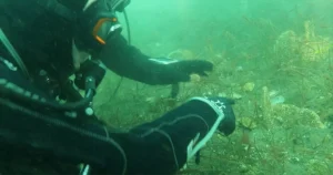 Deniz Çayırları ve Pinalar İzmit Körfezi’nde Görünmeye Başladı