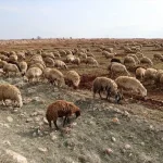 Depremzede Besiciye Devlet Desteği