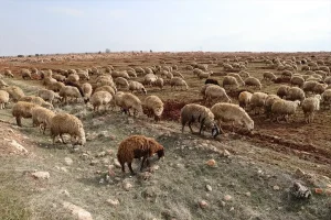 Depremzede Besiciye Devlet Desteği