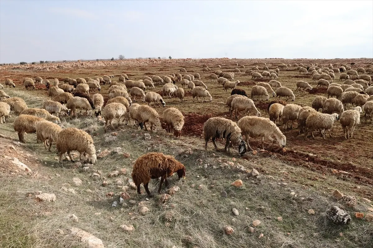 Depremzede Besiciye Devlet Desteği