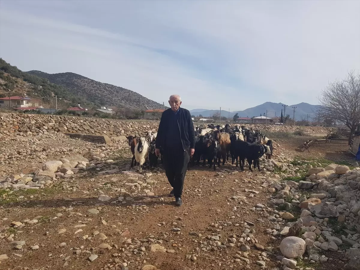 Depremzede Mehmet Güler Yeniden Sürü Sahibi Oldu