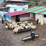 Depremzededen Hayvancılık Mücadelesi