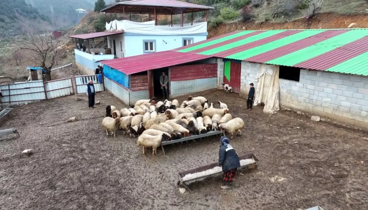 Depremzededen Hayvancılık Mücadelesi