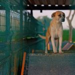 Didim Belediyesi’nden can dostlara sevgiyle hizmet