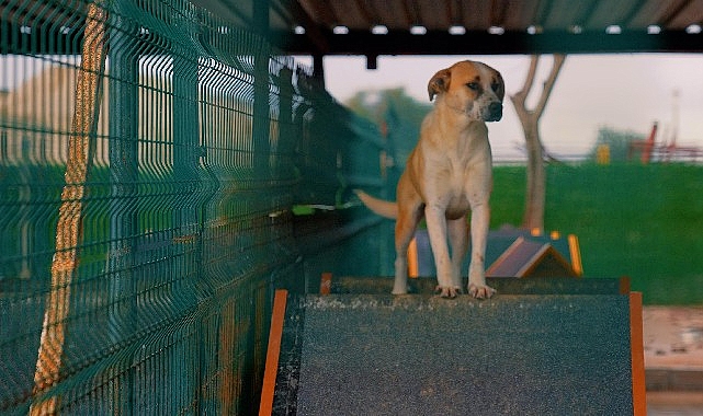 Didim Belediyesi’nden can dostlara sevgiyle hizmet