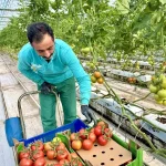 Diyadin’de Jeotermal Domates Üretimi